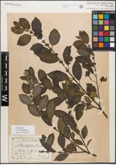 Foto von Salix myrsinifolia Salisb.